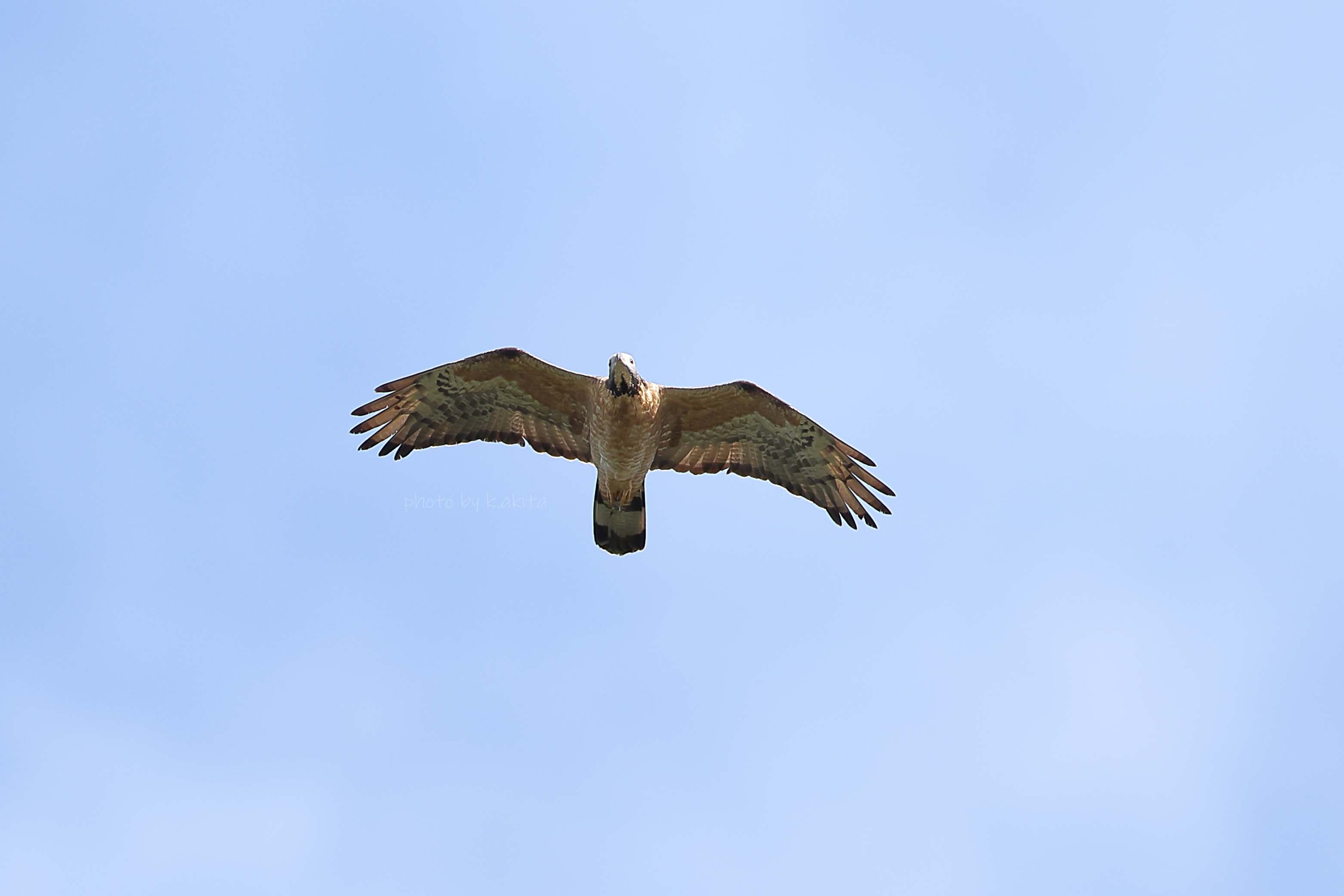 極上 ウサギとカメ 根付 52g 東キ7-0905① タカチ 金鳥の渦巻V 10巻入×10個, ホームケア | クスリのアオキ ネット