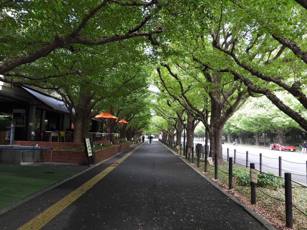 明治神宮 祝善 神宮外苑・明治神宮」清水事務局長のFree Walk【21】 - RENGO ONLINE