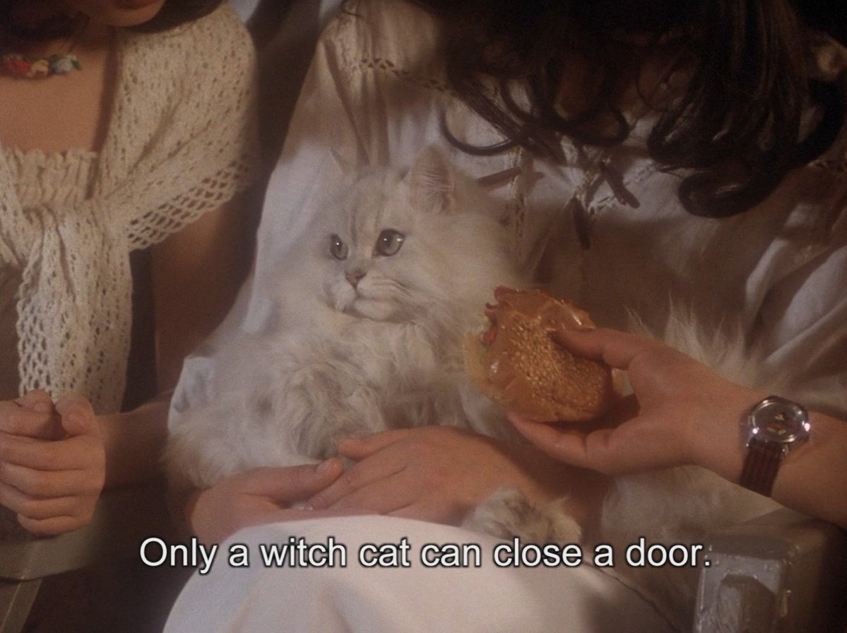 Criterion's tweet image. Morning ☕ 🐈 courtesy of HOUSE (1977)
Now playing in our Arthouse Horror collection on @criterionchannl!