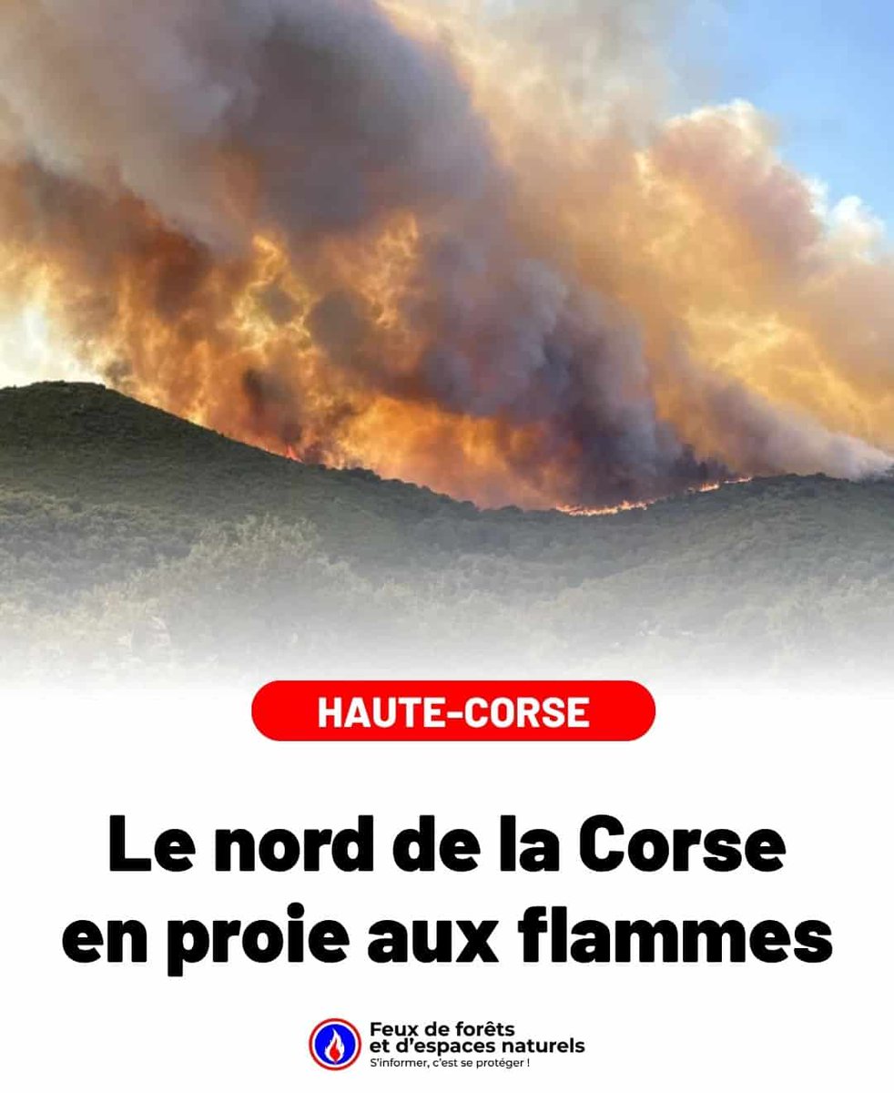 Feux de Forêt tweet media