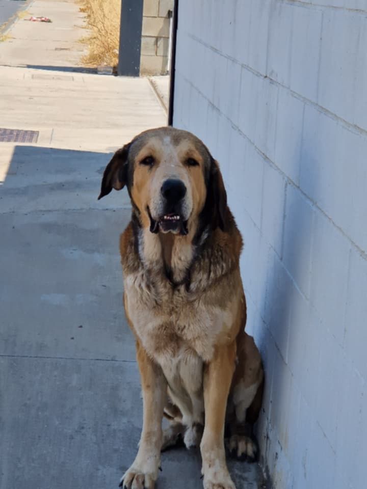 #Huelva
Precioso ¿verdad?? Pues además.... Noble, fiel, tranquilo, obediente, sabe caminar con correa, viaje en coche feliz, en casa se porta genial y es sociable con gatos y perros!!! ¿Buscas algo más?? Ah sí!! Adora estar con la gente y es el compañero ideal.

#ANÍBAL, 7