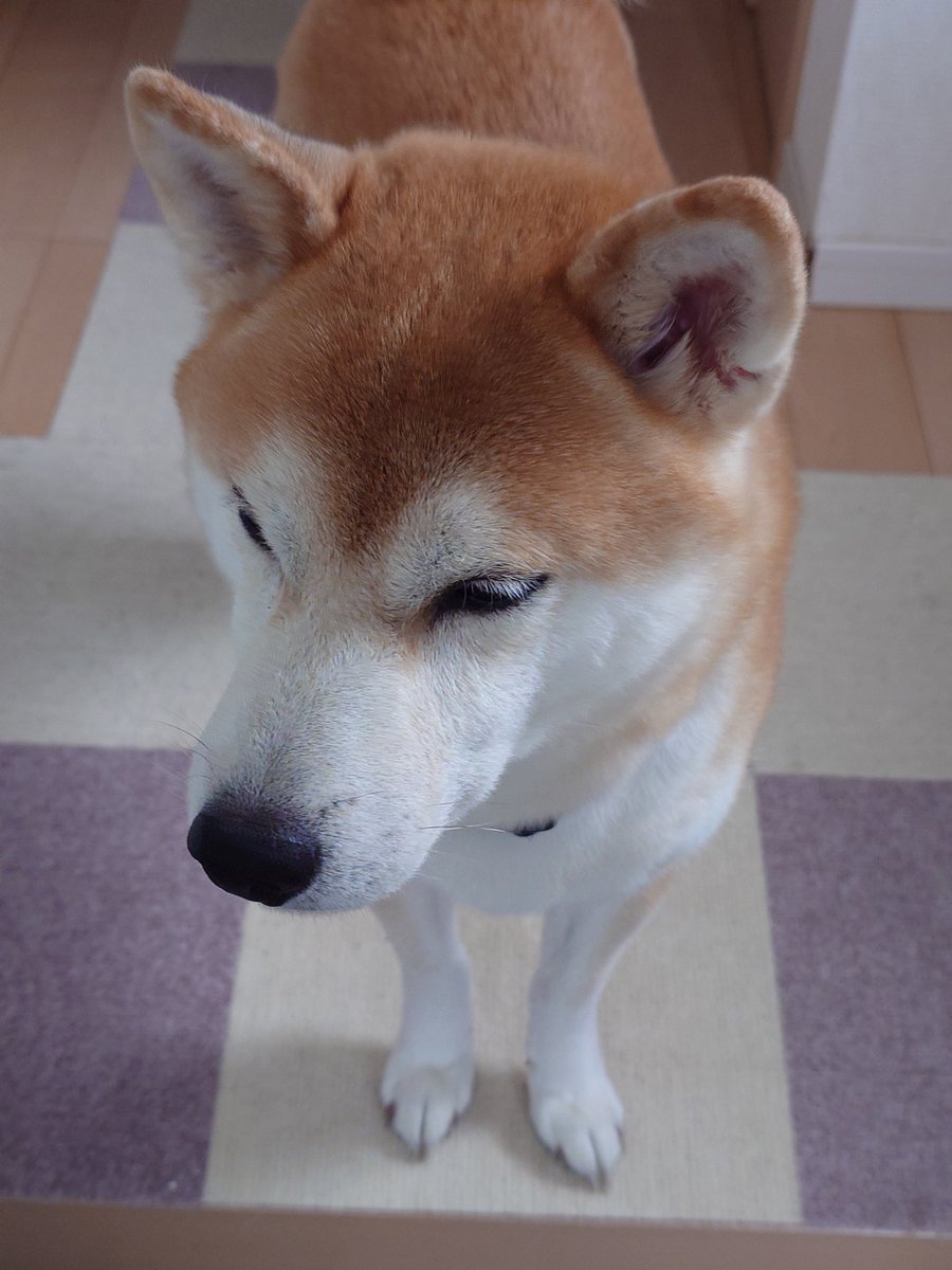 こんな顔で見送られると出かけられなくなっちゃうのよね。