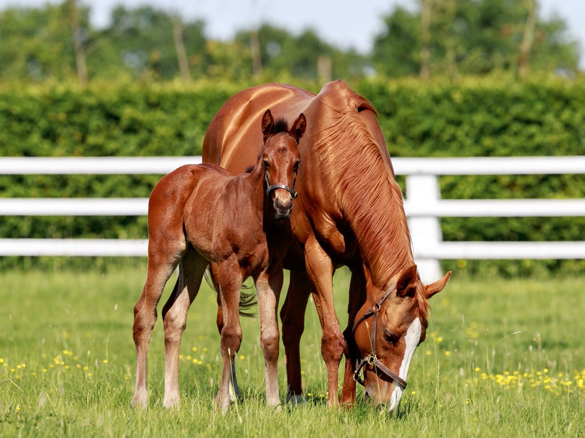 🌟 #Daryz (📸 as a foal) is the sixth Stakes winner (and second Group 1 winner) out of Gr.1 Hong Kong Vase heroine #Daryakana.

She has a #Zarak 2yo named #Daryzan and foaled an #Erevann filly this year. 🟢🔴