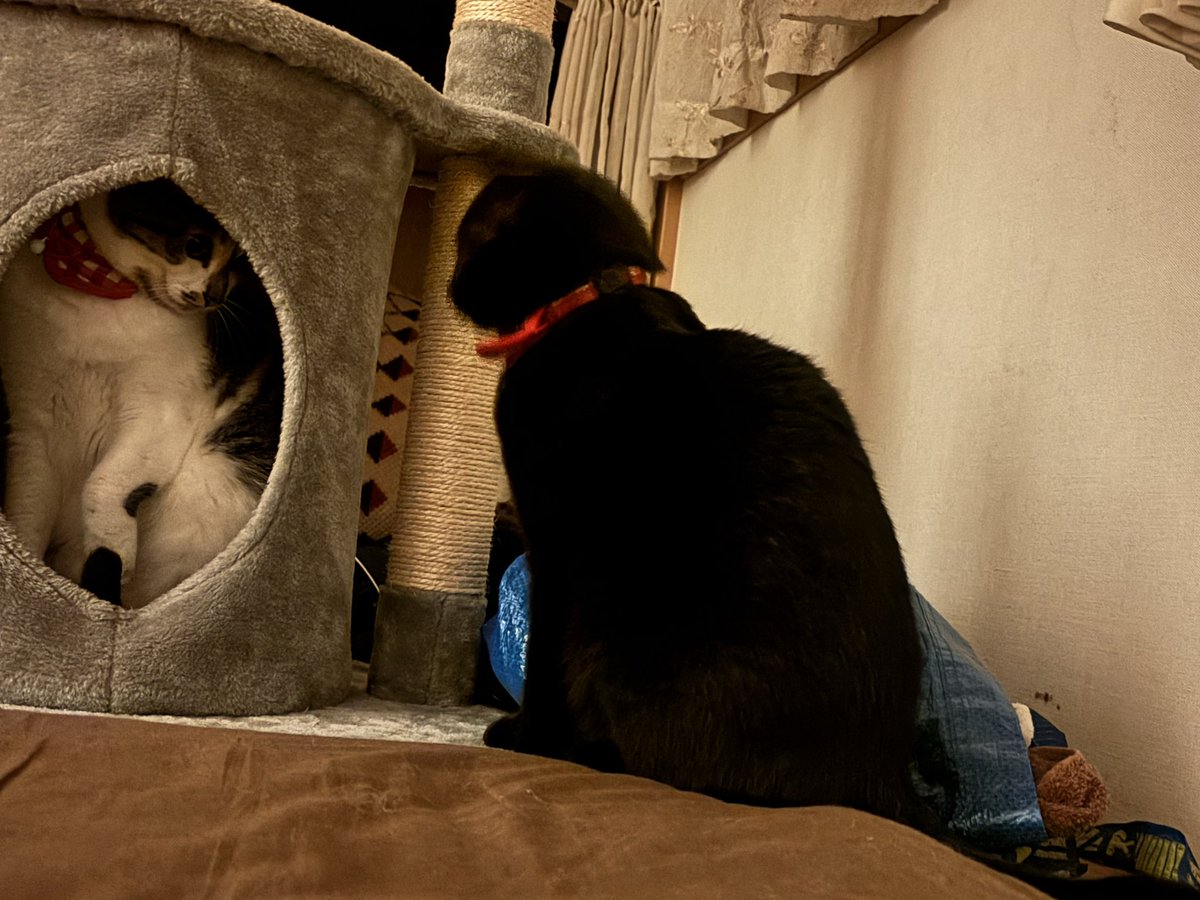 彼女が居なくても猫が居ればそれでOKさ🙆‍♀️