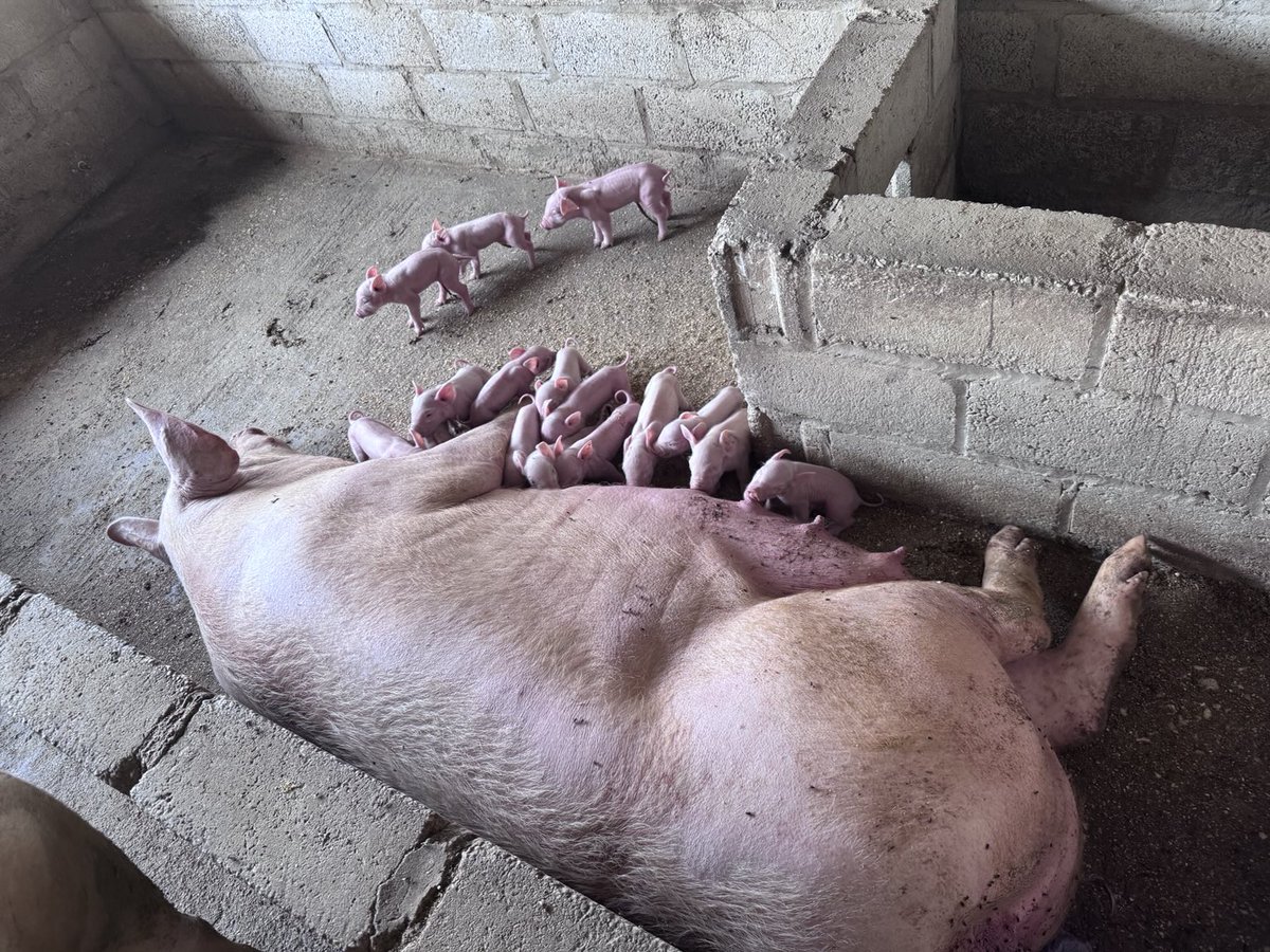 Beautiful Sunday babies ❤️❤️❤️