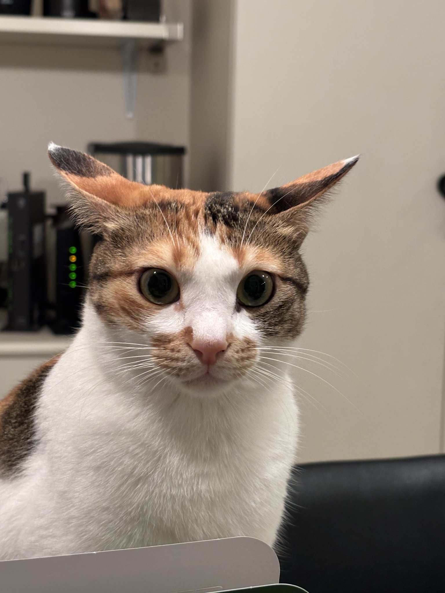 ねこ葉っぱ ねこ葉っぱ ねこ葉っぱ ねこ葉っぱ ねこ葉っぱ ZX-R30 公式限定