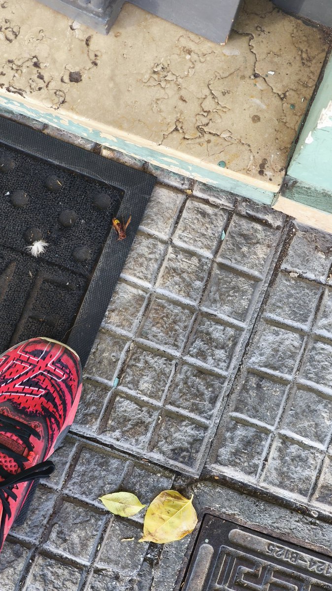 Κι όπως κάθομαι και πίνω τον καφέ μου αμέριμνος, έρχεται κάτι και κάθεται στην μπλούζα κάτω από τον λαιμό. 
Του χώνω μια με το δάκτυλο και πέφτει στο πατάκι. 
Και... καταλάθος τον πάτησα.
Να ζήσετε να τον θυμάστε.