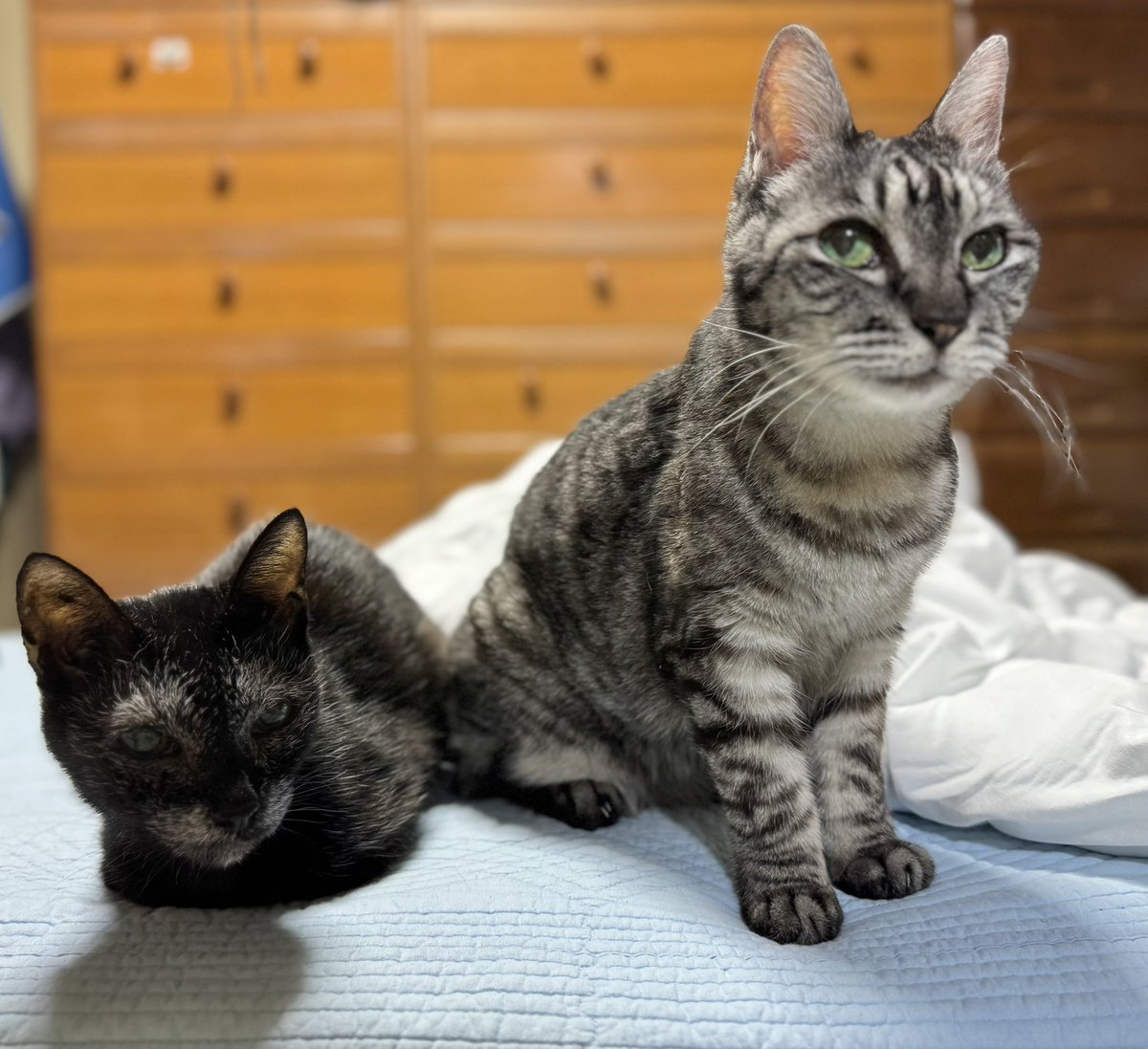 2024bastet's tweet photo. 実家の女の子🐾🐾
ラッキー20歳 
さっちゃん18歳

#猫のいる暮らし
#ねこかわいいね 
#長寿猫  #老猫 https://t.co/IdjLNt1pF5