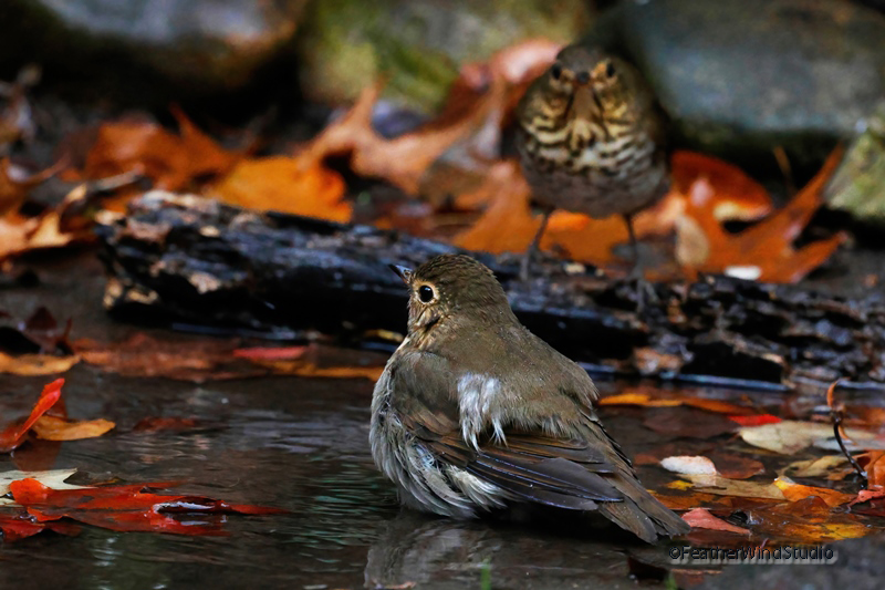 FeatherWindStudio tweet media