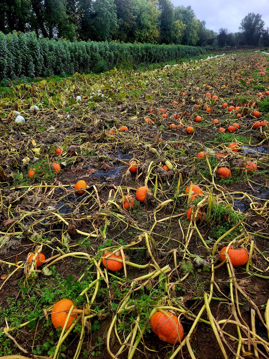 vegieguy's tweet photo. A busy couple of weeks ahead harvesting & selling #organic #wintersquash and #artichokes in Kildare, Wicklow and Dublin
#mediterraneaninspired
#grownherenotflownhere
#supportlocal #organicproduce https://t.co/bY4KddlIgw