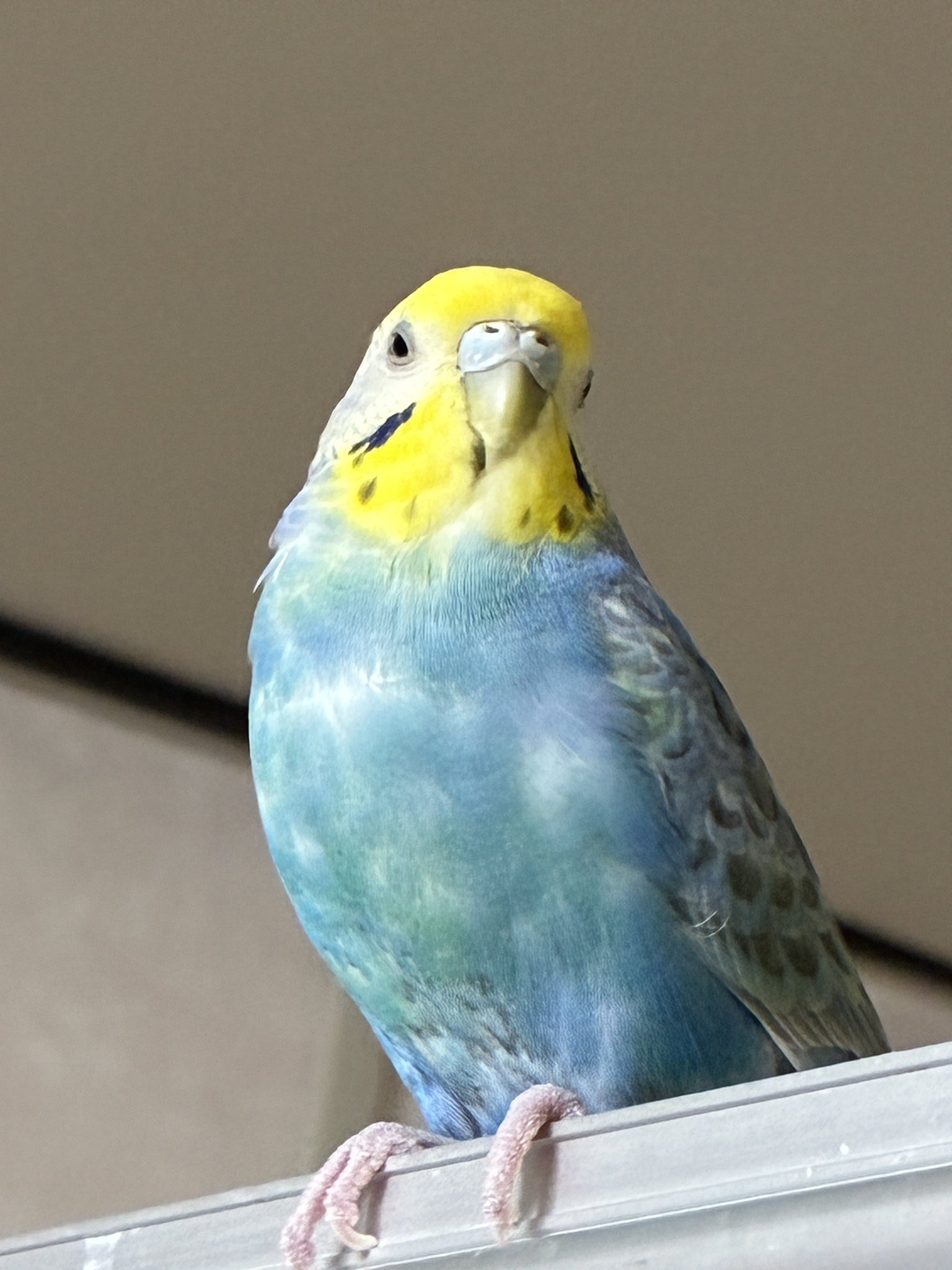 かめきちさま確認ページ♡ □ #たまごっち カプセルヘアクリップ2 まるてん