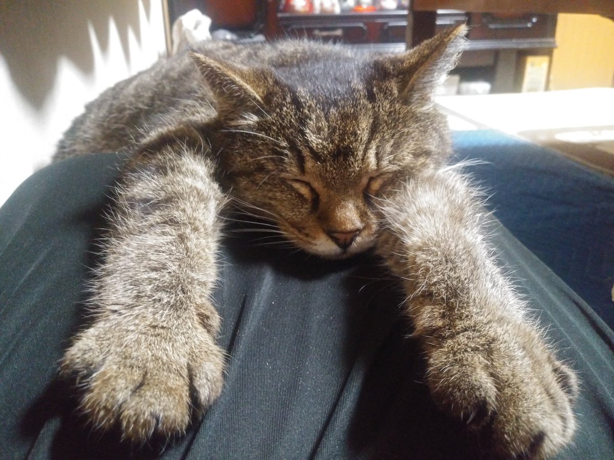 GATTEN's tweet photo. 掛け布団と敷き布団

#猫のいる暮らし https://t.co/2QOstjWgsi