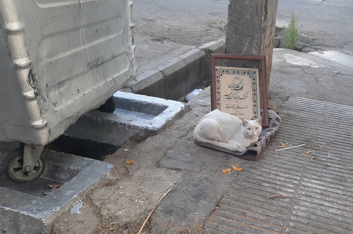 petbedeu's tweet photo. گربه دستی رو وقتی رها می کنند بهترین حالتش میشه این دنبال راحتی های خونس هنوز....
تازه این تا الان غذای مرتب از من گرفته ی بار زایمان کرد بچه ای بزرگ نشد معلوم نیست چی شدند و حاملگی دوم هم ی بار یا شلنگ زدنش ب جرم بارداری و همون موقع عقیمش کردم ک هنوزم بدهکارم بابت عقیمیش https://t.co/Mb3sfBaHHO