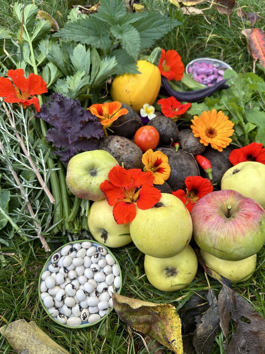 Erntedanksonntag 🙏 – ein gutes Gartenjahr 2025: reiche Ernte mit Äpfeln, Kartoffeln, Tomaten und Bohnen. 
📸 #Kleingarten