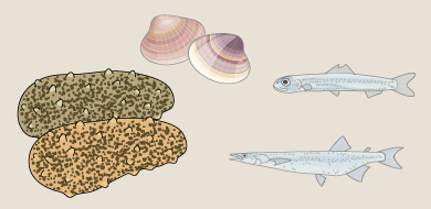 「魚介類」にイラスト素材を追加しました。    
  「ハマグリ」 ｢ナマコ」「シラス」「白魚」 
 freecut.xyz/freecut40/free…