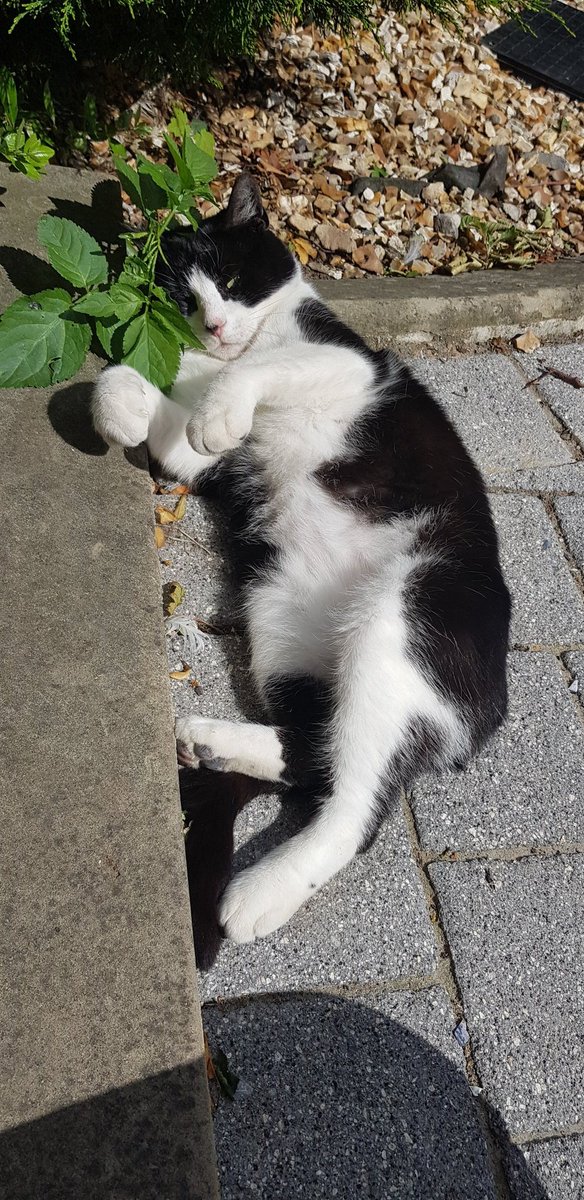 Samantha JL Brown tweet media