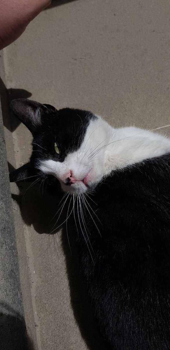 Samantha JL Brown tweet media