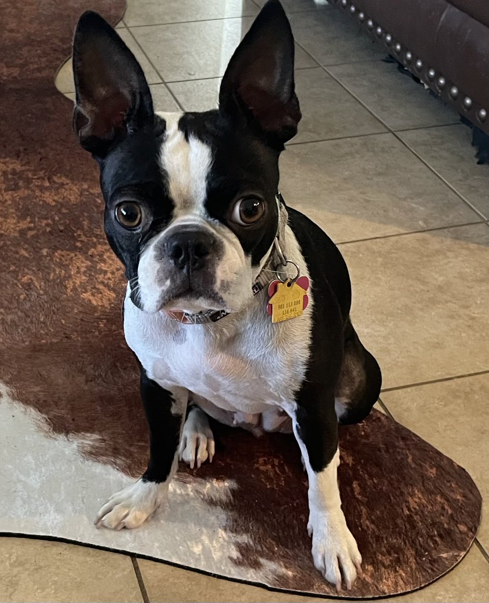 Penny Pie 🌈Stubby & Sugies🌈 tweet media