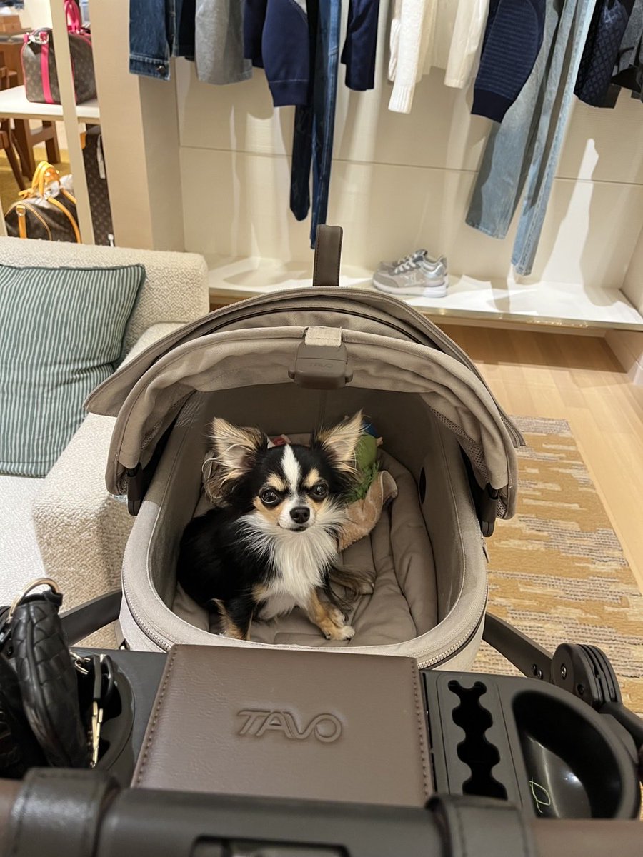 chihuahuarego's tweet image. レゴのは1番ちっこいサイズ
ISO5X Wind
動画のやつは大きいのでハンドルが着いてて便利そうですがレゴくんチワワなのでこれで良かったwindの限定色だし

#TAVO #ペット専用カーシート #ペットカート