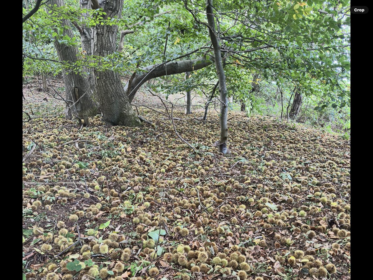 Better than usual dog walk this afternoon, first seeing the glut of sweet chestnuts we have at the moment (filled one pocket), and the incredible autumnal look of the field margins. All to see in northcreake.