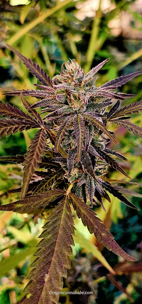 Oregoncannababeofficial tweet media