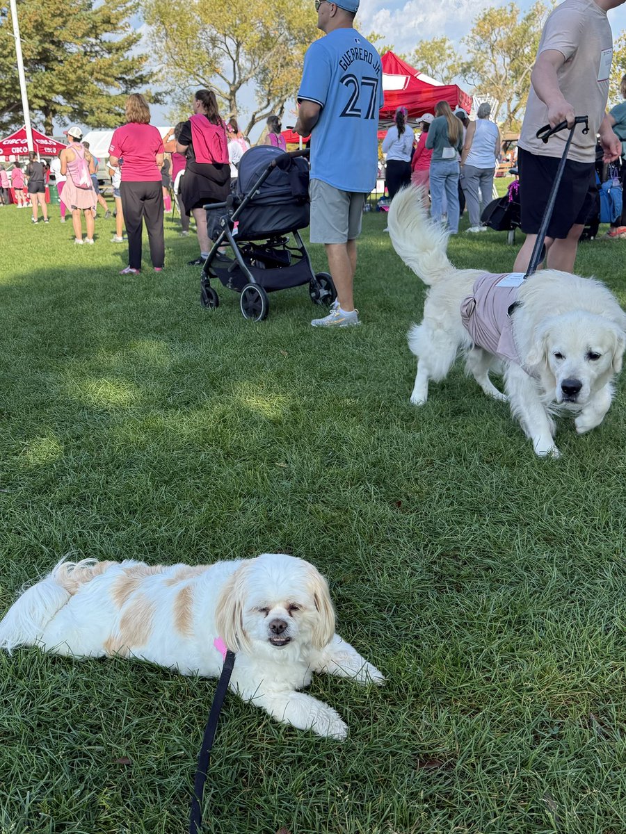 jtherapydog's tweet photo. Good morning everyone! 🌸🌸
#breastcancerawarenessmonth #runforthecure https://t.co/t8xlslTdJ8