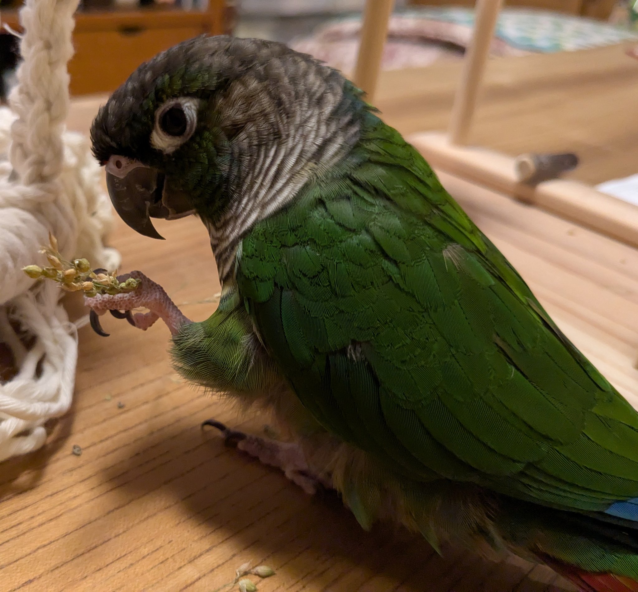 鳥 様 ご購入予定品 ニューカラス＆鳥おどし 38.5cm[コンパル]の通販 ｜ 配管部品.com