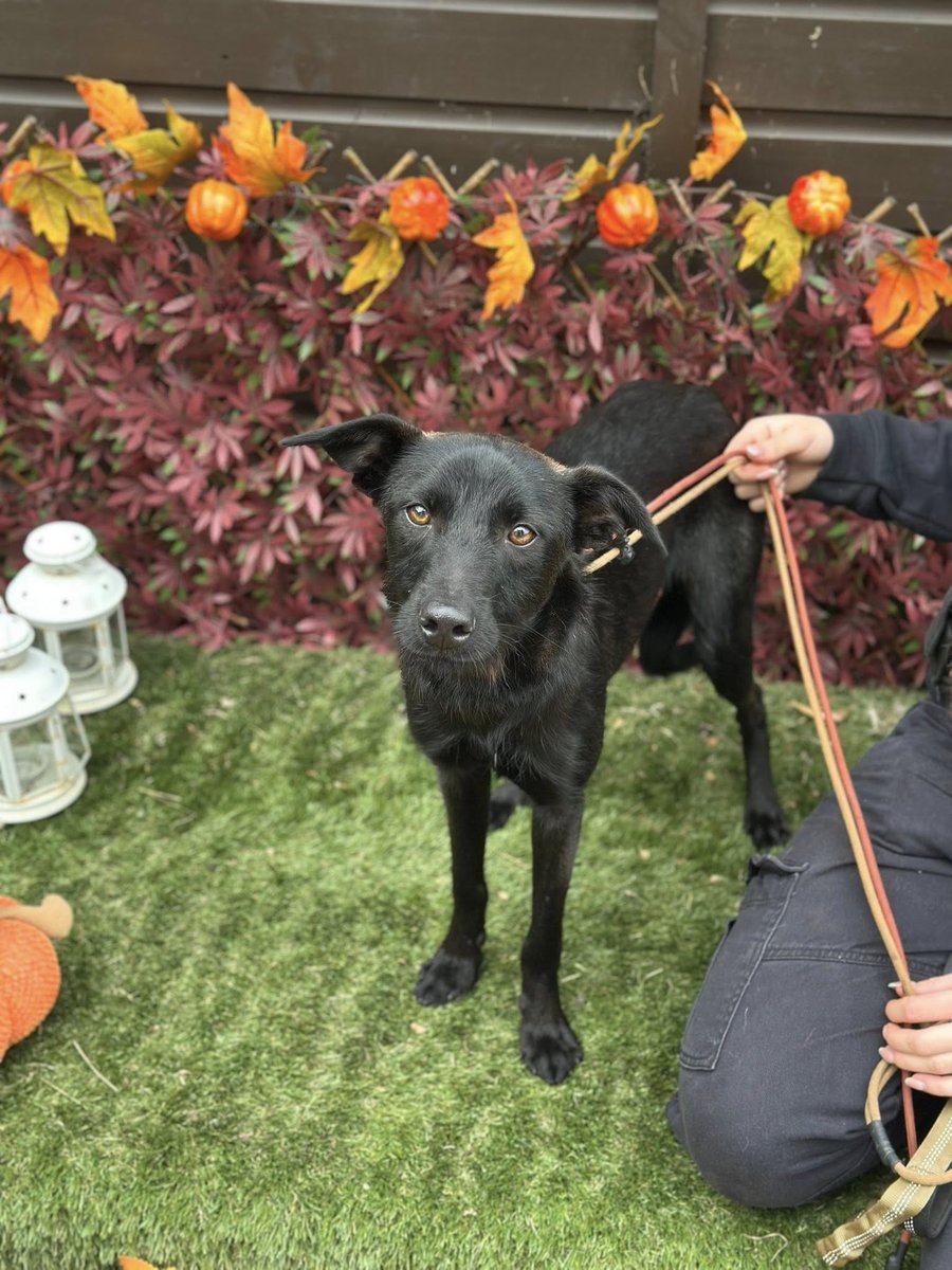 Loki is currently on basic puppy training, crate training, lead work, walking on a lead, new routine etc
Loki is a whirlwind 100 mph rocket dog. Loves to play, run and roll 
If you are looking for a new arrival within your home
doggydensukrescue.co.uk/kevin/
#Nottinghamshire #Yorkshire
