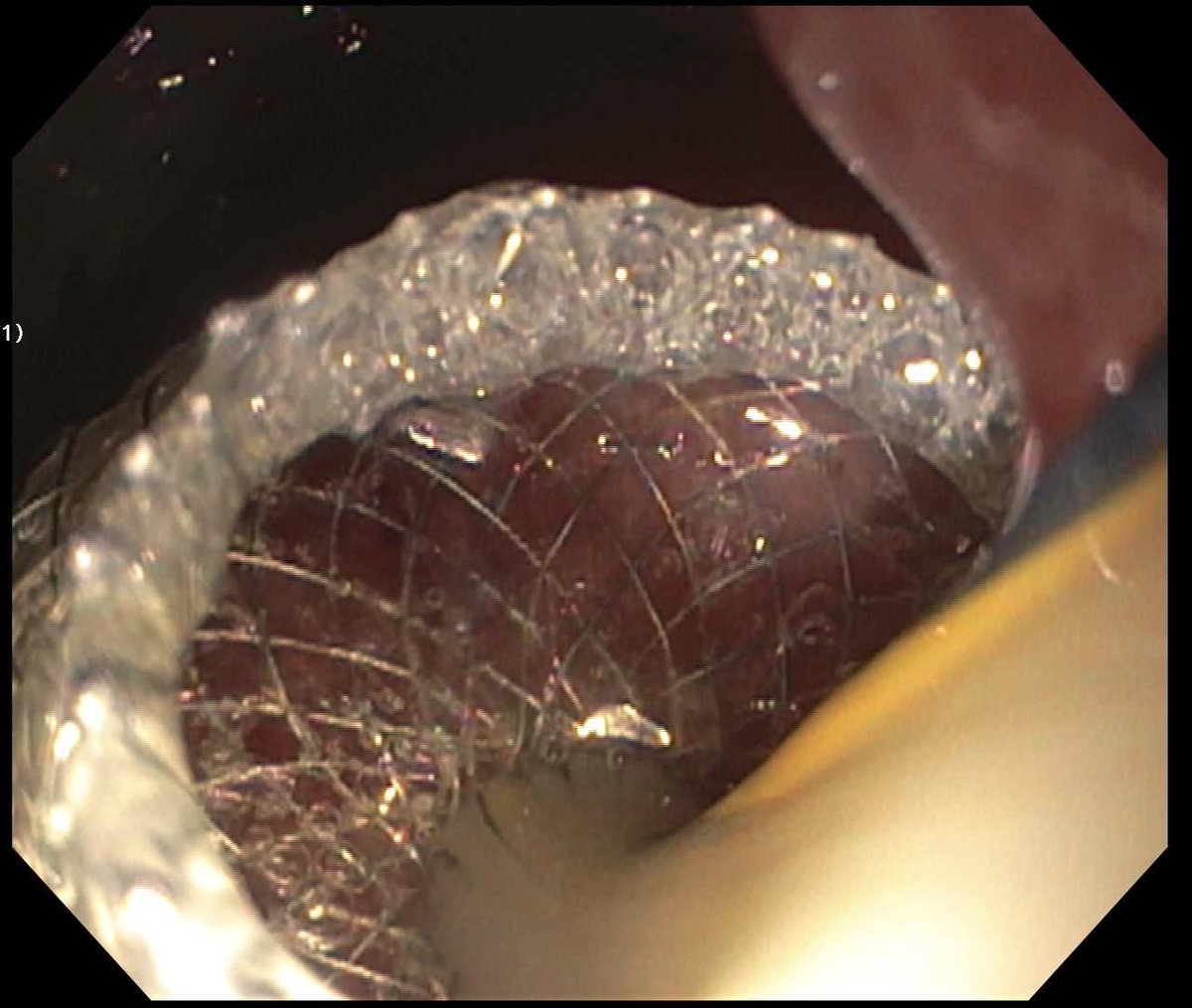 Thayer Nasereddin, MD tweet media