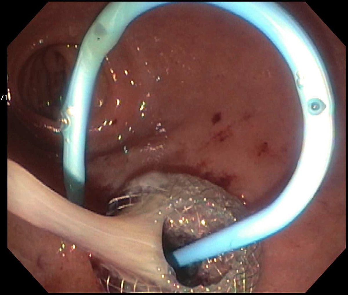 Thayer Nasereddin, MD tweet media