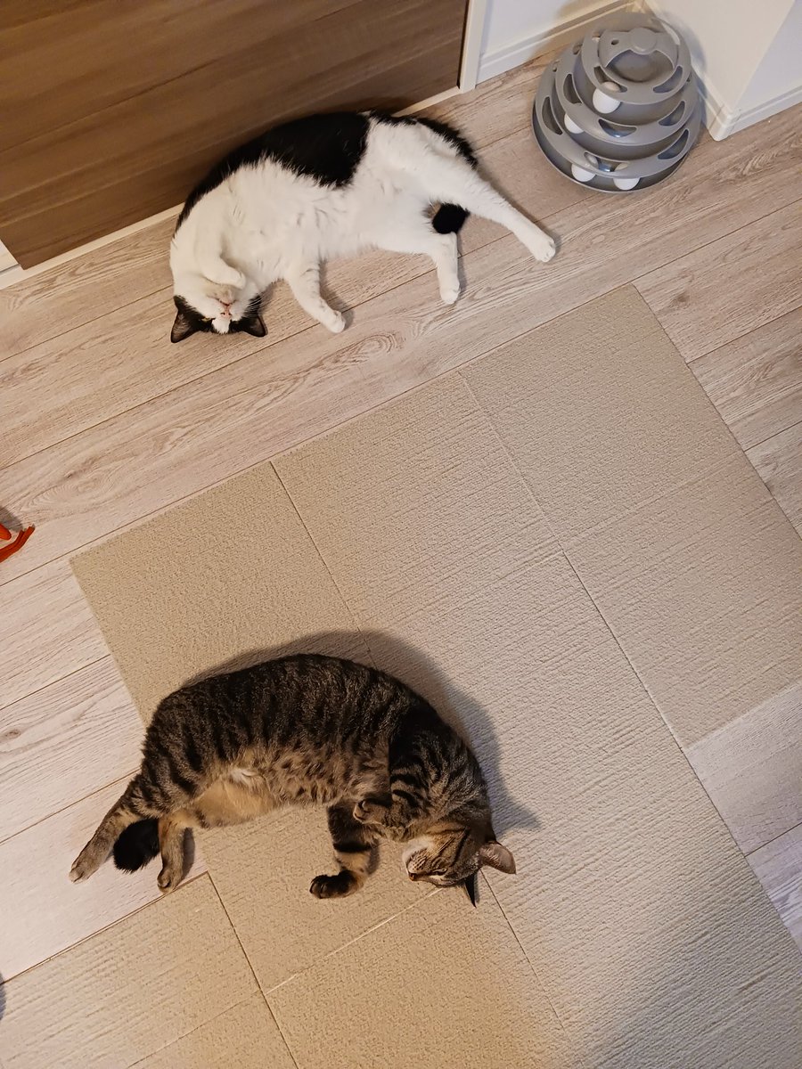 uchinonucco's tweet photo. 別な角度から。
よくよく見ると尻尾の挟み方も同じ！！すごい！！
なのに、この絶妙な距離感！！
いつかこの距離は縮まるのか。。。
※同居3年目です。
※この写真撮った数分後には解散。。。

#ソーシャルディスタンス遵守猫
#猫好きさんと繋がりたい https://t.co/n6eOjxA6QN