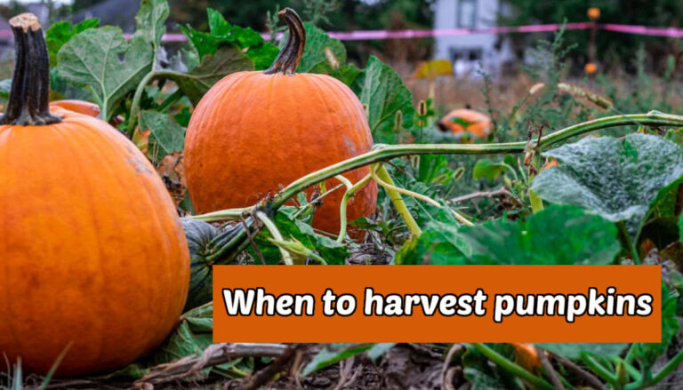 agardeningcook's tweet image. 🎃 Know when to harvest pumpkins for perfect flavor, long storage, and fewer rotting pumpkins! 🌿✂️ Learn how to check the signs of ripeness on The Gardening Cook. #PumpkinHarvest #GardeningTips #FallGarden #PumpkinSeason #HarvestTips thegardeningcook.com/?p=50265 via @agardeningcook
