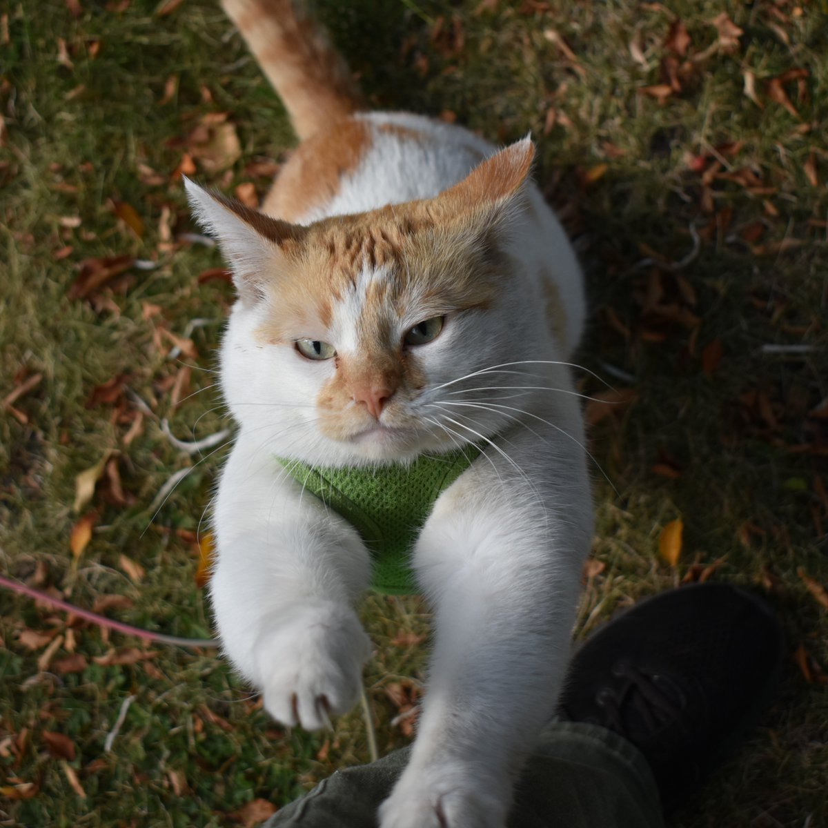 FartyCheddarCat's tweet photo. Mama waches Figgy
But I wants attenshun too
I wubs agenst her legs
And den I make a big loud mew

It not enuff so I stands up
I stweches out all tall
I makes her leg a skwachy post
I starts to paw paw paw

#CheddarPoetry #FiggyInDaTwee #IWantsDaAttenshun #IGetsDaAttenshun https://t.co/RnJnENUpDv