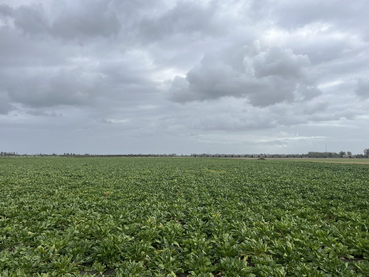 Rondje op de #akker. 18mm neerslag dit weekend. Hopelijk net voldoende om weer wat aardappels te kunnen rooien morgen. #teelt25 #oogst25