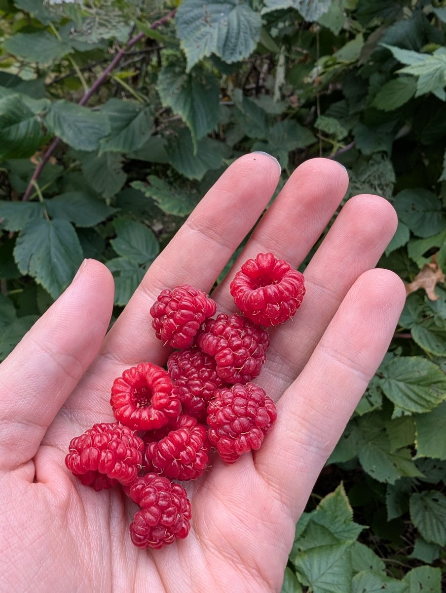 Behold - a mighty harvest of berries from my garden. I know I shall now be safe for winter.