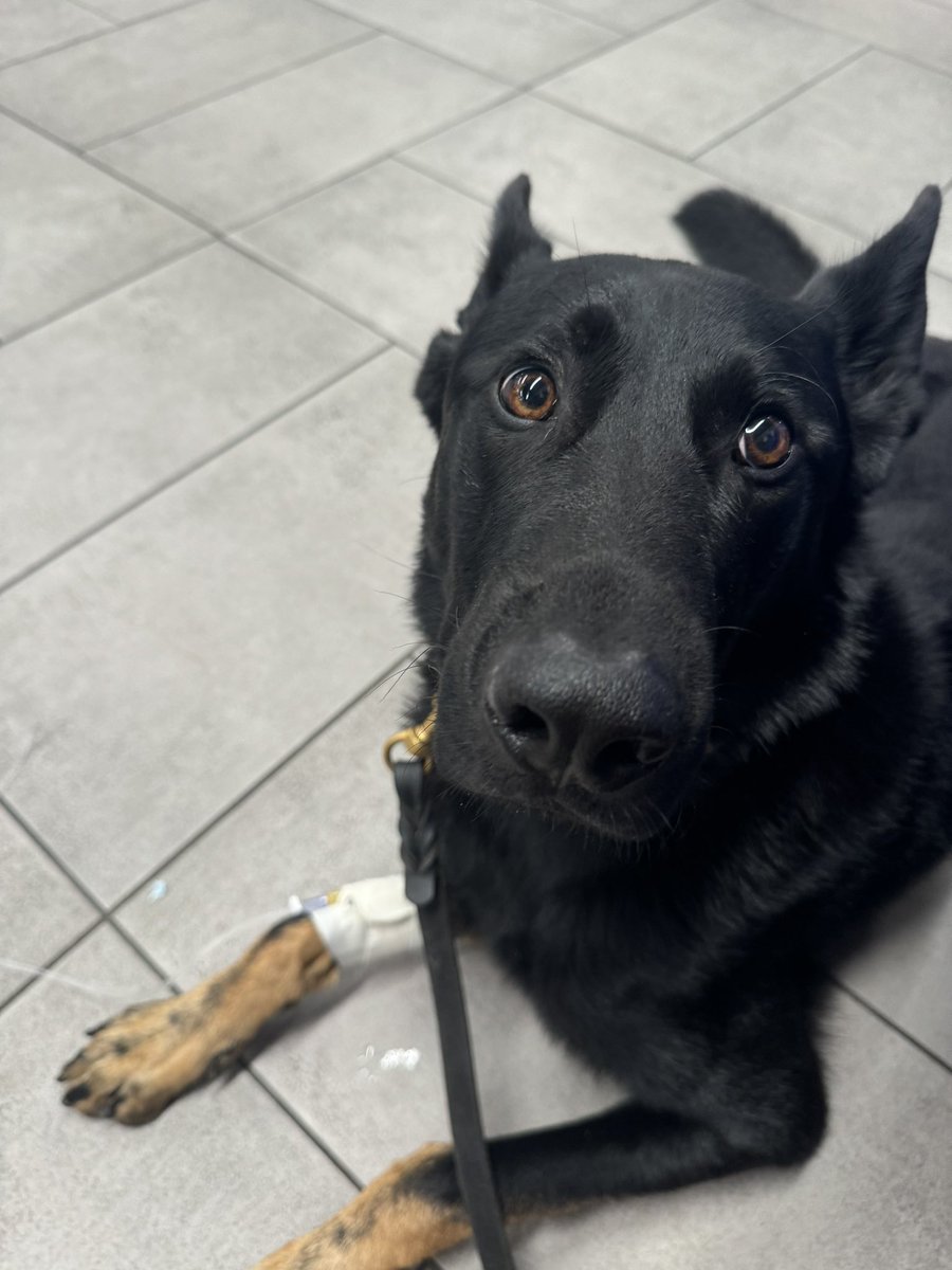 For everyone that has been asking Tukah is doing a lot better now. On Friday he got GD but luckily not GDV where their stomach flips. When he came on stream acting restless we could tell something was wrong.

He ended up throwing it all up at the Vet right after she told us she