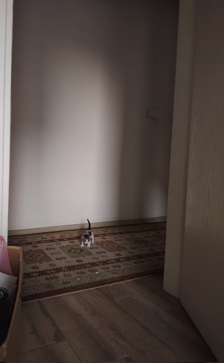 fenalık geldi tweet media