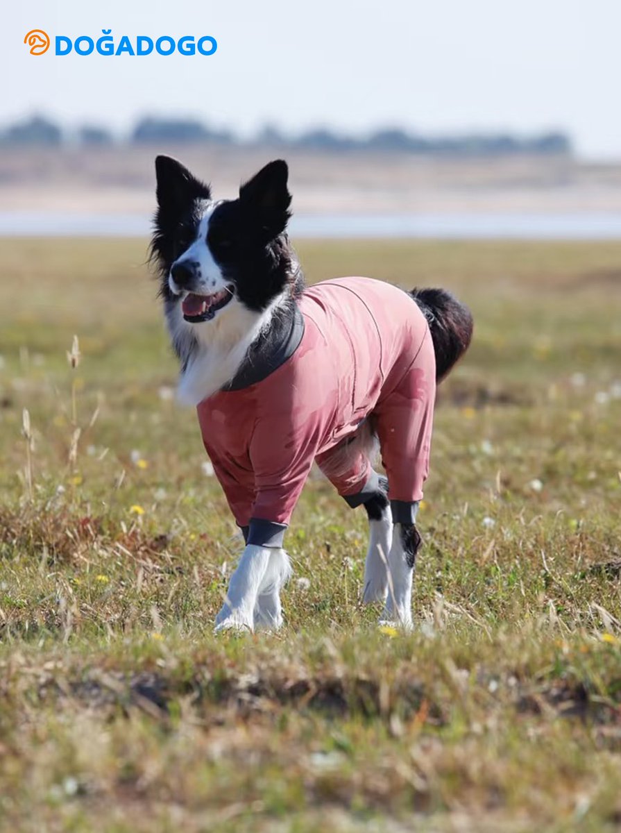 dogadogo2023's tweet image. When the wind blows, they run.
Two border collies in DGDG’s water-repellent jumpsuits — free, fearless, and made for the outdoors.

Because dogs belong to nature.
That’s why DGDG designs gear that lets them explore, move, and stay comfortable in every season.

#DGDG #DOGADOGO