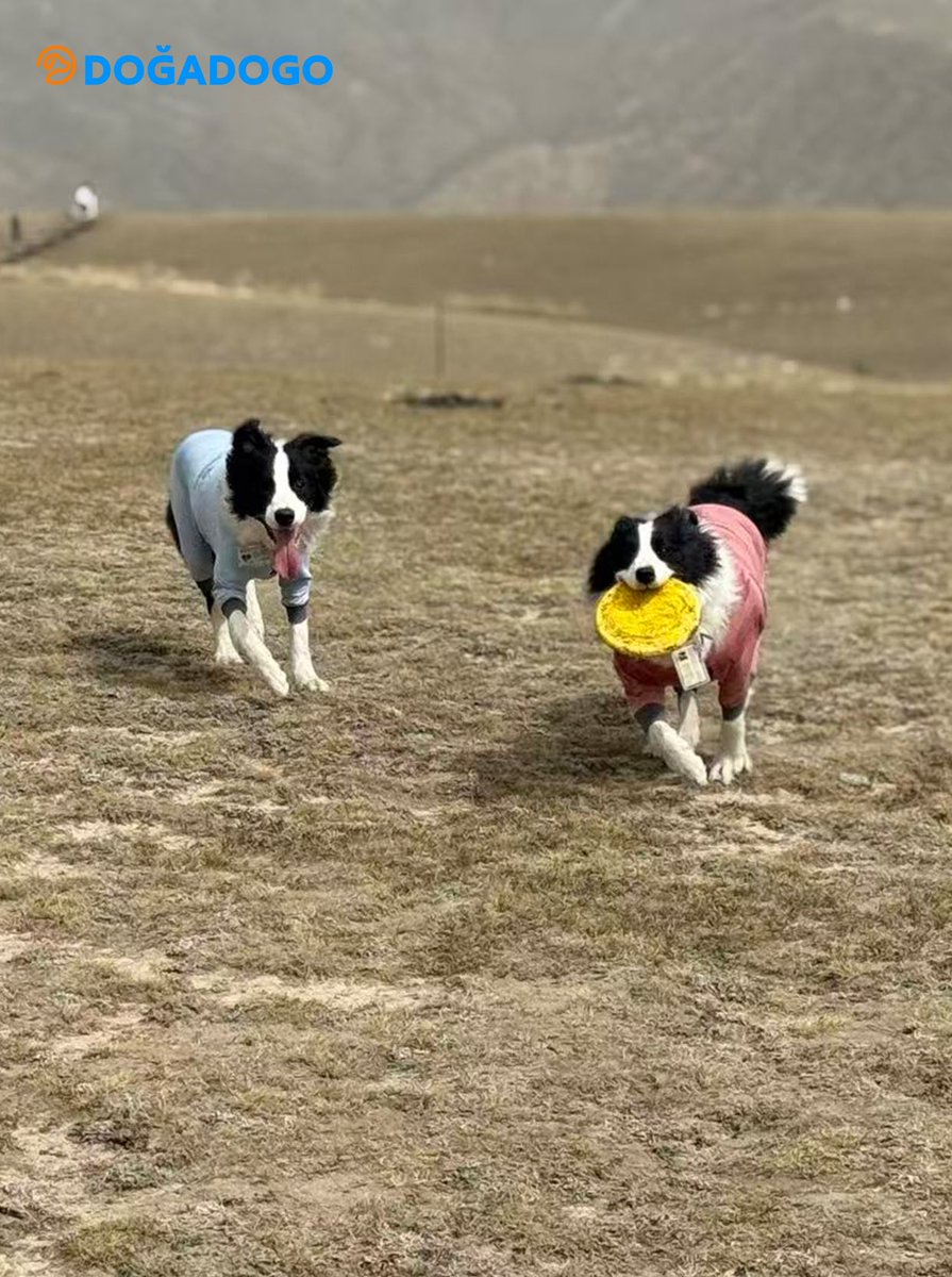dogadogo2023's tweet image. When the wind blows, they run.
Two border collies in DGDG’s water-repellent jumpsuits — free, fearless, and made for the outdoors.

Because dogs belong to nature.
That’s why DGDG designs gear that lets them explore, move, and stay comfortable in every season.

#DGDG #DOGADOGO