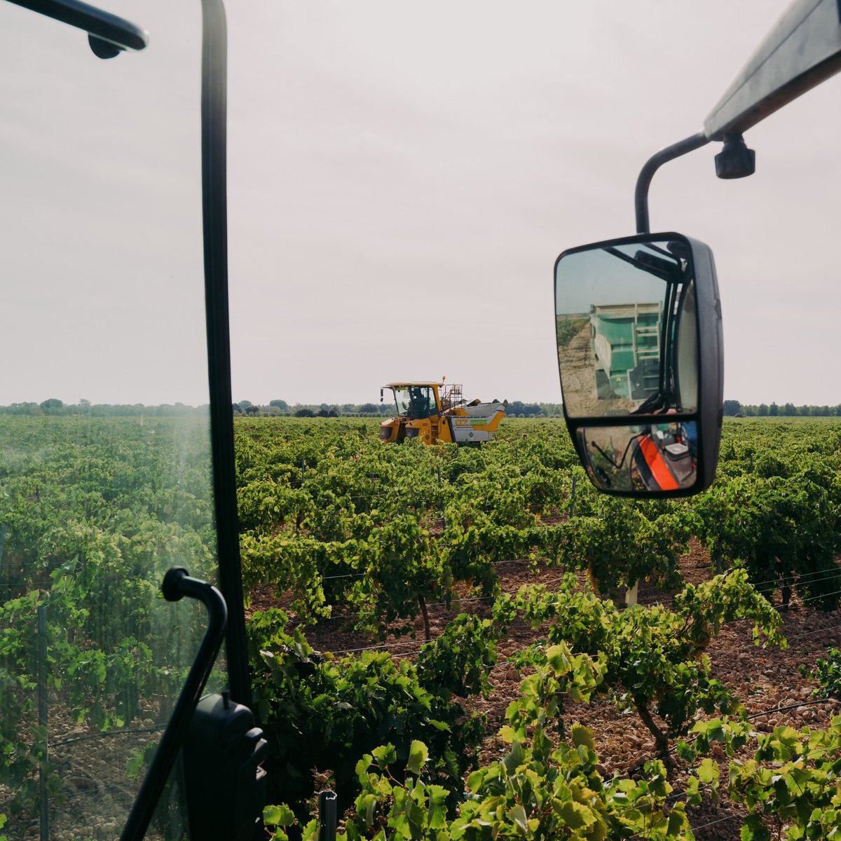 Nuestro ya típico recopilatorio fotográfico de este día tan esperado y especial. 
Y ya van cuatro.
🚜🍇
#Tipimendi
