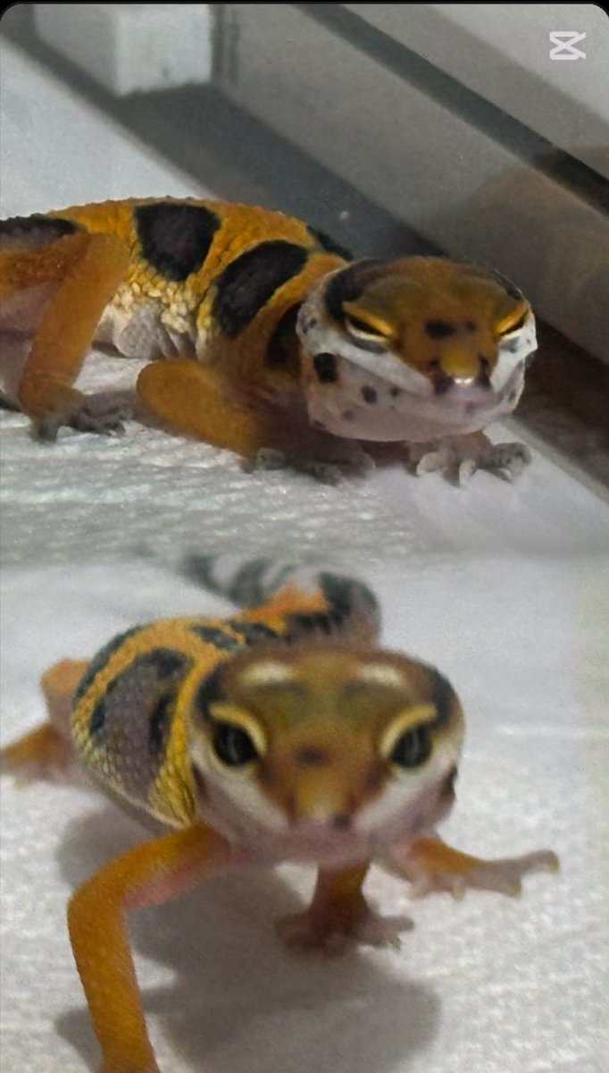 6Pq6q412DdOFcX4's tweet image. 本日初参加の近畿レプタイルズマーケットで迎えた残り2匹のレオパ
グリーンタンジェリン（♂）のマサトシさん
同じく
グリーンタンジェリン（♀？）のナツミさん
私の一目惚れでした
#近畿レプタイルズマーケット
#DINO
#レオパ
#グリーンタンジェリン
#浜田夫妻？