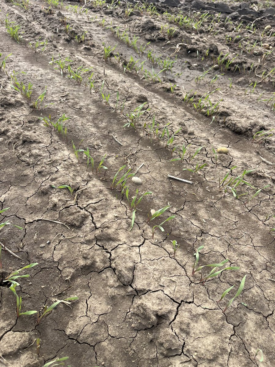 Hybrid fall rye seeded Sept 19.
Pic 10 days later (Sept 29)
stampseeds.com/hybrid-fall-ry…
Notice the red / purple stem, it’s pretty common in rye and not a problem.
It may show up in the spring and can be from lack of P if the plant can’t access it yet.
#WestCdnAg