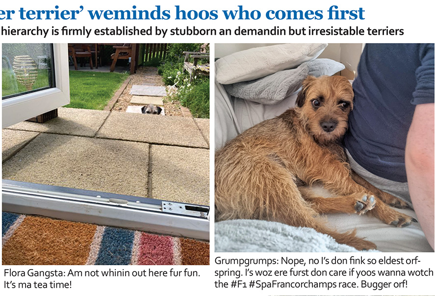 #BTPosse pals, here is a small section from da chronicle's 'The I in border terrier' article. We haz everyfing laid out and are lookin to get dis printed asap. We got 250+ fotos/tweets squeezed in. We hopes dis is a great gift and keepsake for posse members. <a href="/claptonterrier/">Sir Clapton Terrier</a>