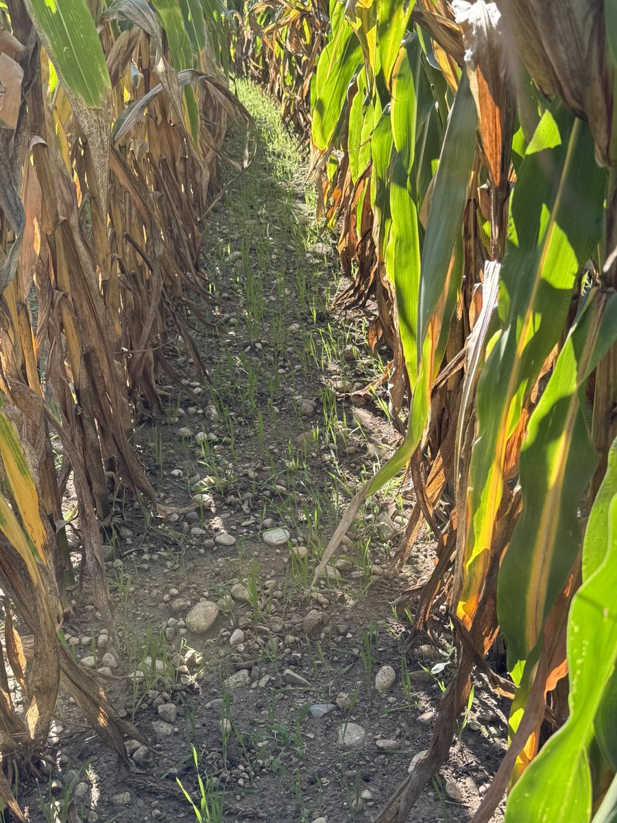 Ken Schaus 🇨🇦 tweet media