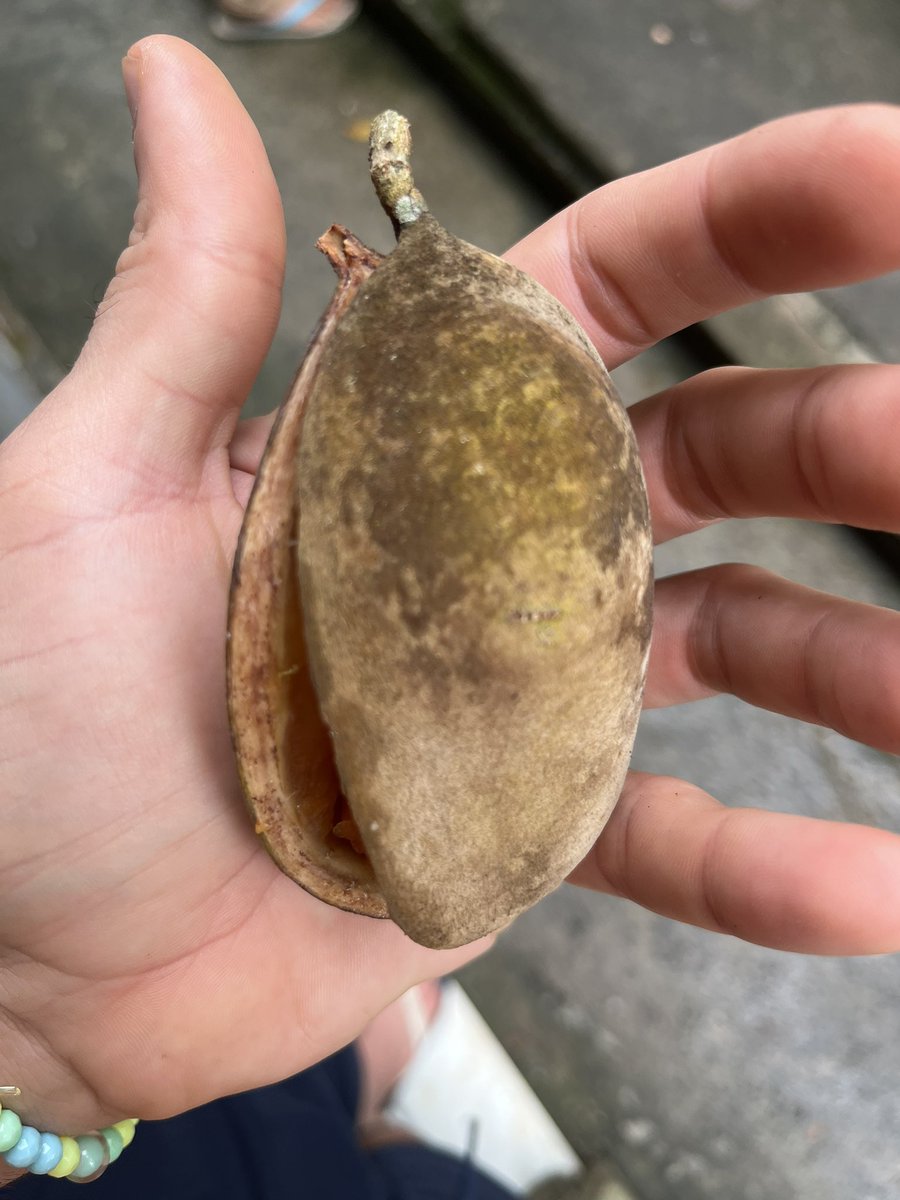 emanerna's tweet image. Alguém sabe me dizer que fruta é essa?