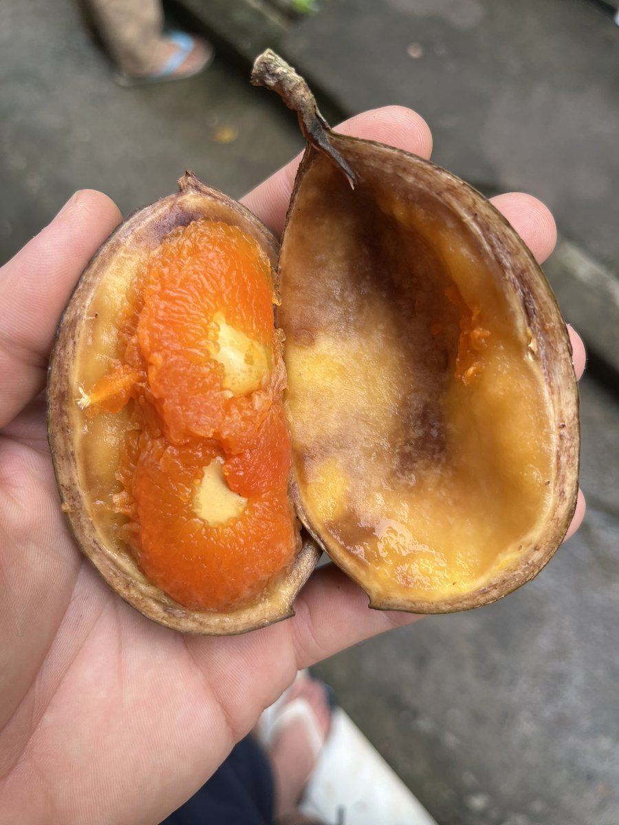 emanerna's tweet image. Alguém sabe me dizer que fruta é essa?