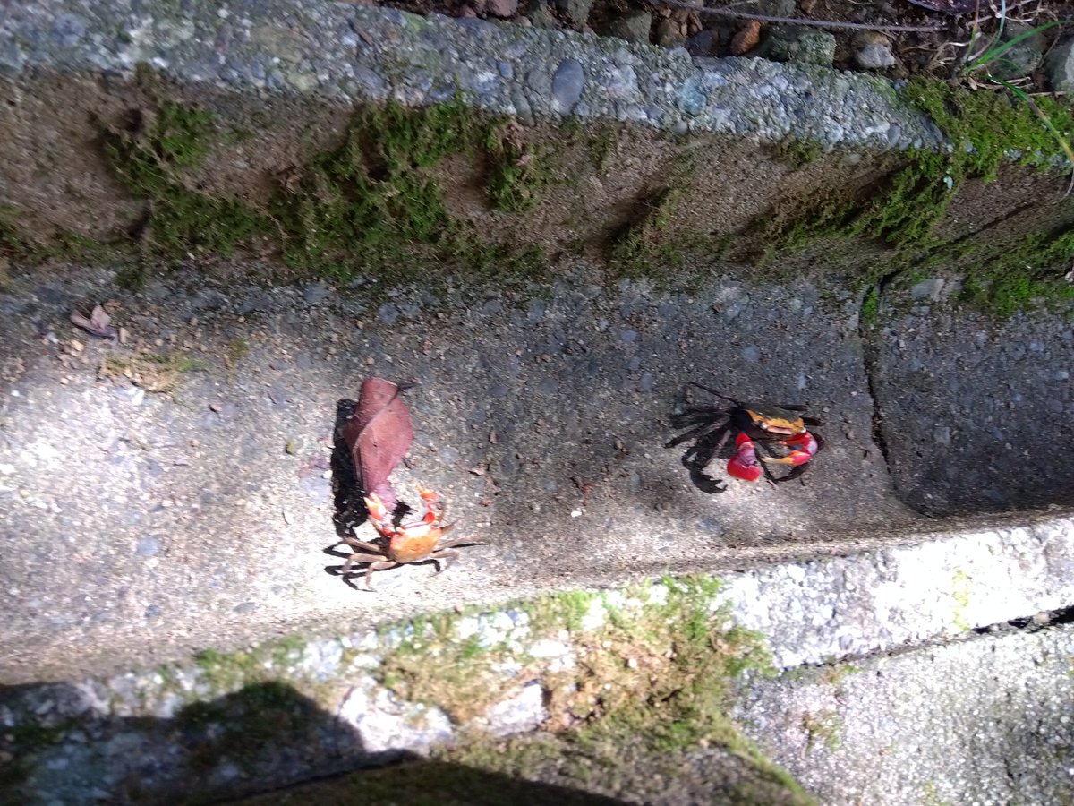 イルカ島
気ままなイルカでした。