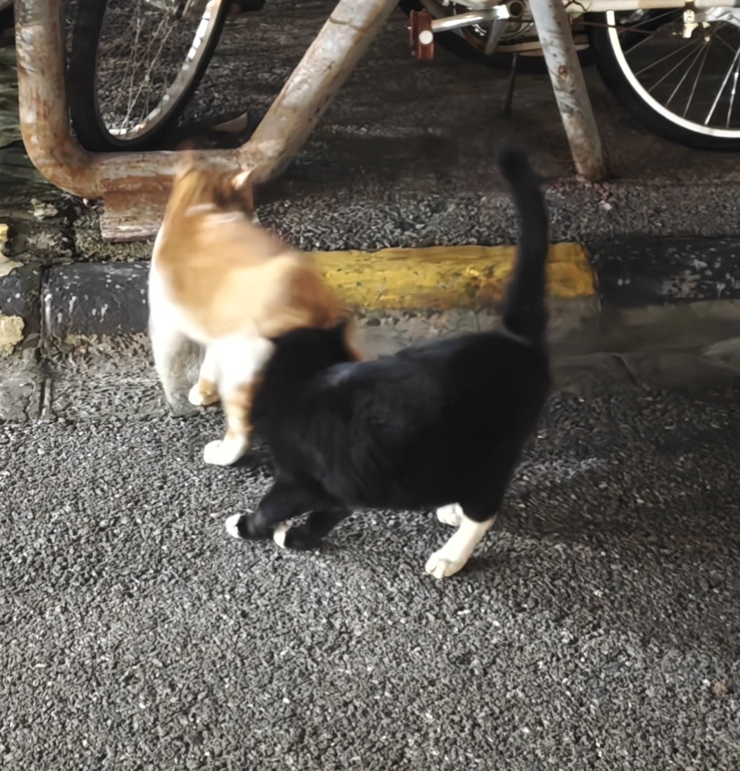 一个人吃完饭回来
停车时跑出一只橘咪
喵啊喵啊的叫
黑咪就跑过来蹭啊蹭
这种时候就觉得自己好孤独
不如咪咪可爱
也没有好朋咪