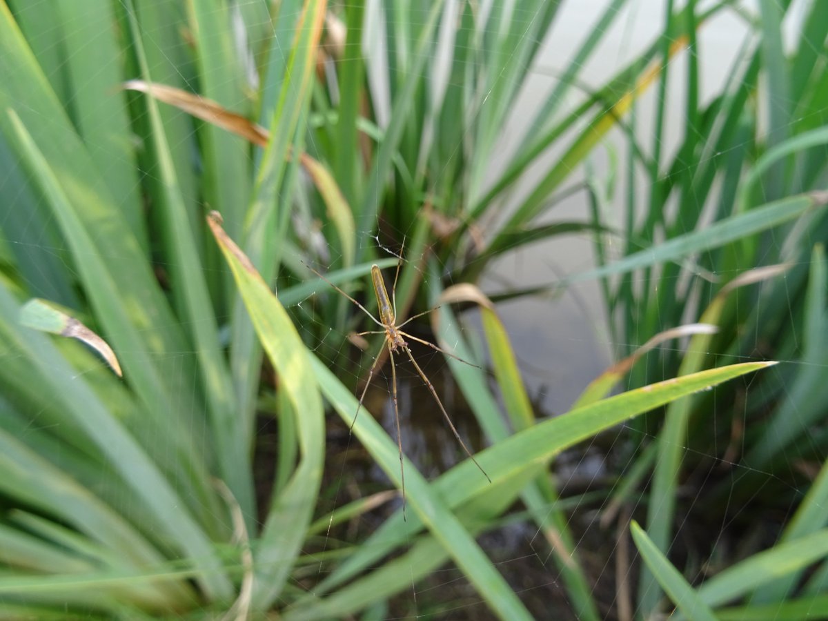 La Araña y su Telaraña
Soy una pequeña araña, pero poseo una telaraña. Al ver caer las hojas en otoño, comprendo que el tiempo vuela imparable. Usaré mi telaraña para entrelazar el sol, la luna y las estrellas del cielo, haciendo que te alcancen los momentos más sosiegos y
