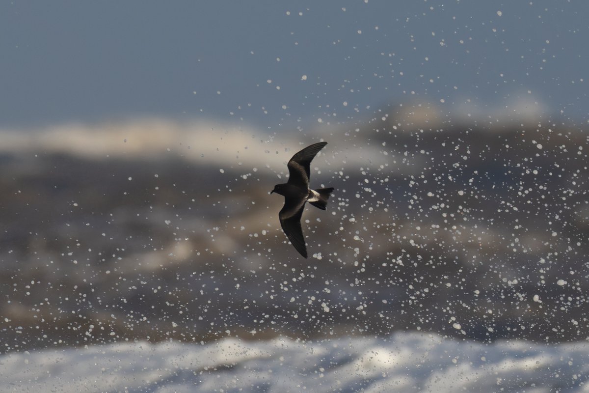 Similar posts to everyones in the NW at the moment, some seawatching, Leach's first! 7:15-12:45 this morning at New Brighton and Leasowe Gunsite, personal totals 9 Leach's, 1 manx, 1 bonxie (flew within 6ft of me!), 2 little gulls, 2 brent, 1 gannet. <a href="/CAWOSBirding/">Cheshire & Wirral Ornithological Society</a> <a href="/wirralbirdclub/">Wirral Bird Club</a>